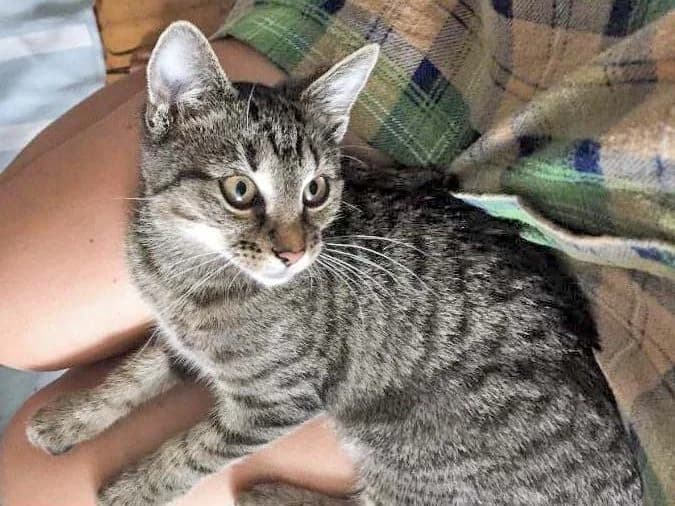 Dringender Hilferuf für Kätzin Zwiebel, female Mixed Breed for adoption at Arche KaNaum - Stiftung für Tierschutz