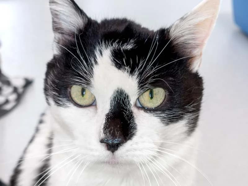 Unsere beiden Gnadenhof-Katzen Kater Cowboy und Kätzin Fila, male senior Mixed Breed for adoption at Arche KaNaum - Stiftung für Tierschutz, Bad Arolsen