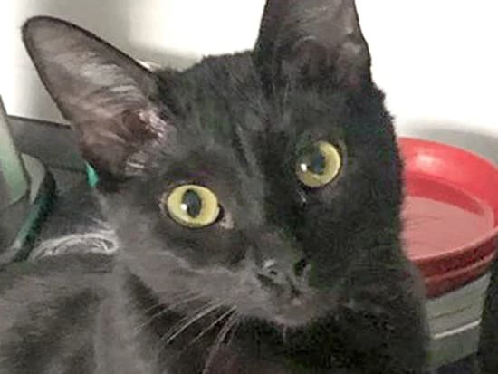 Kätzin Athina sucht ein neues Zuhause, female Mixed Breed for adoption at Arche KaNaum - Stiftung für Tierschutz