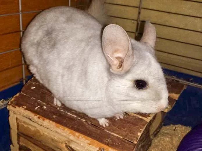 Chinchillas Barney und Snoopy suchen ein neues Zuhause!, Mixed Breed for adoption at Arche KaNaum - Stiftung für Tierschutz