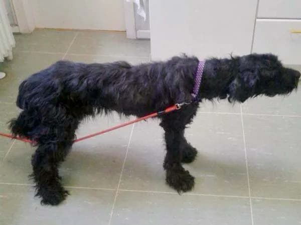 Notfall – Alter Bouvier-Rüde sucht dringend ein neues Zuhause!, male Mixed Breed for adoption at Arche KaNaum - Stiftung für Tierschutz