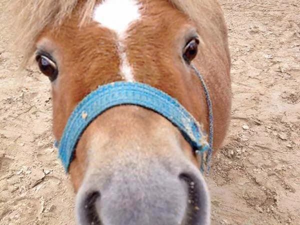 Gnadenhof-Pferd Emma sucht dringend liebe Paten!, Mixed Breed for adoption at Arche KaNaum - Stiftung für Tierschutz