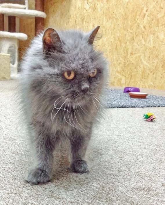 Unsere Gnadenhof-Katzen Lilly, Schnurri und Amy, female Mixed Breed for adoption at Arche KaNaum - Stiftung für Tierschutz