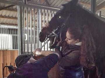 Gnadenhof-Pferd Sir Tobi beim Zahnarzt, Mixed Breed for adoption at Arche KaNaum - Stiftung für Tierschutz