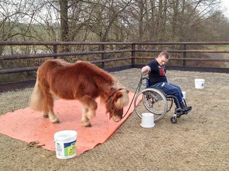 Unser ehrenamtlicher Helfer im Einsatz …, Mixed Breed for adoption at Arche KaNaum - Stiftung für Tierschutz