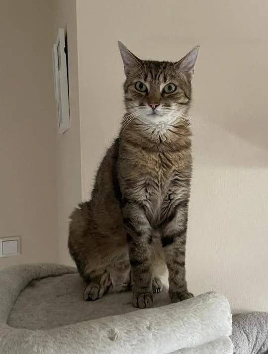 Scooby, getigert male 6yo Mixed Breed for adoption at Arche Noah Ketsch Tierschutz, Brühl