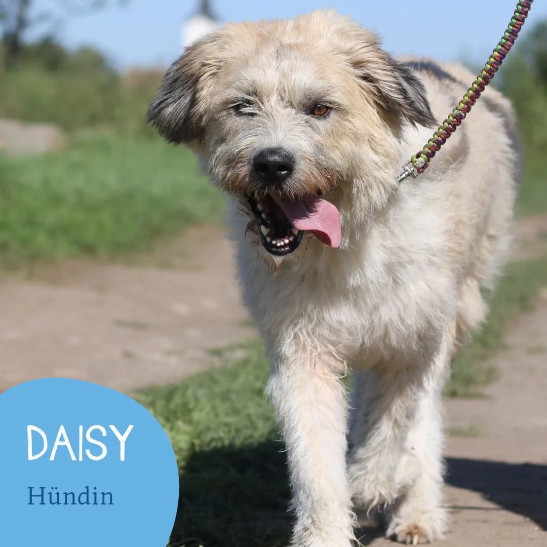 DAISY, female puppy Mixed Breed for adoption at Arche Noah Transilvania e.V.