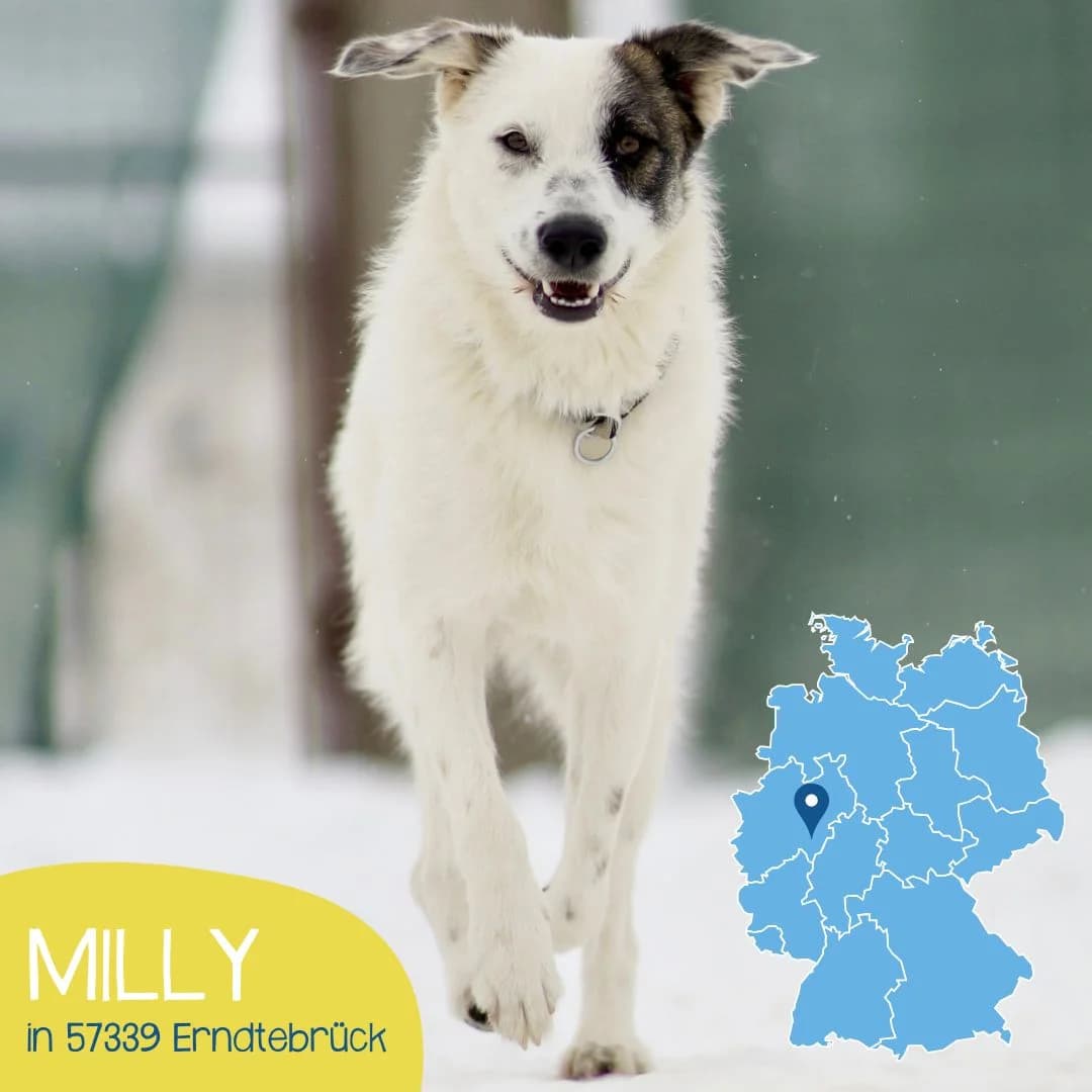 MILLY, female young Mixed Breed for adoption at Arche Noah Transilvania e.V.