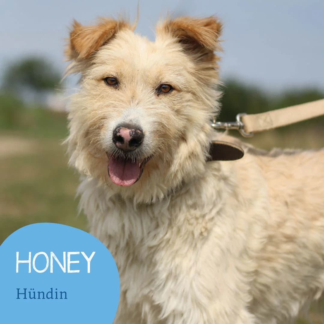 HONEY, female senior Mixed Breed for adoption at Arche Noah Transilvania e.V.