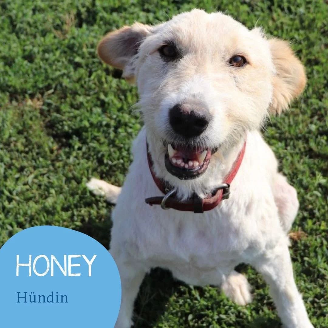 HONEY, female senior Mixed Breed for adoption at Arche Noah Transilvania e.V.