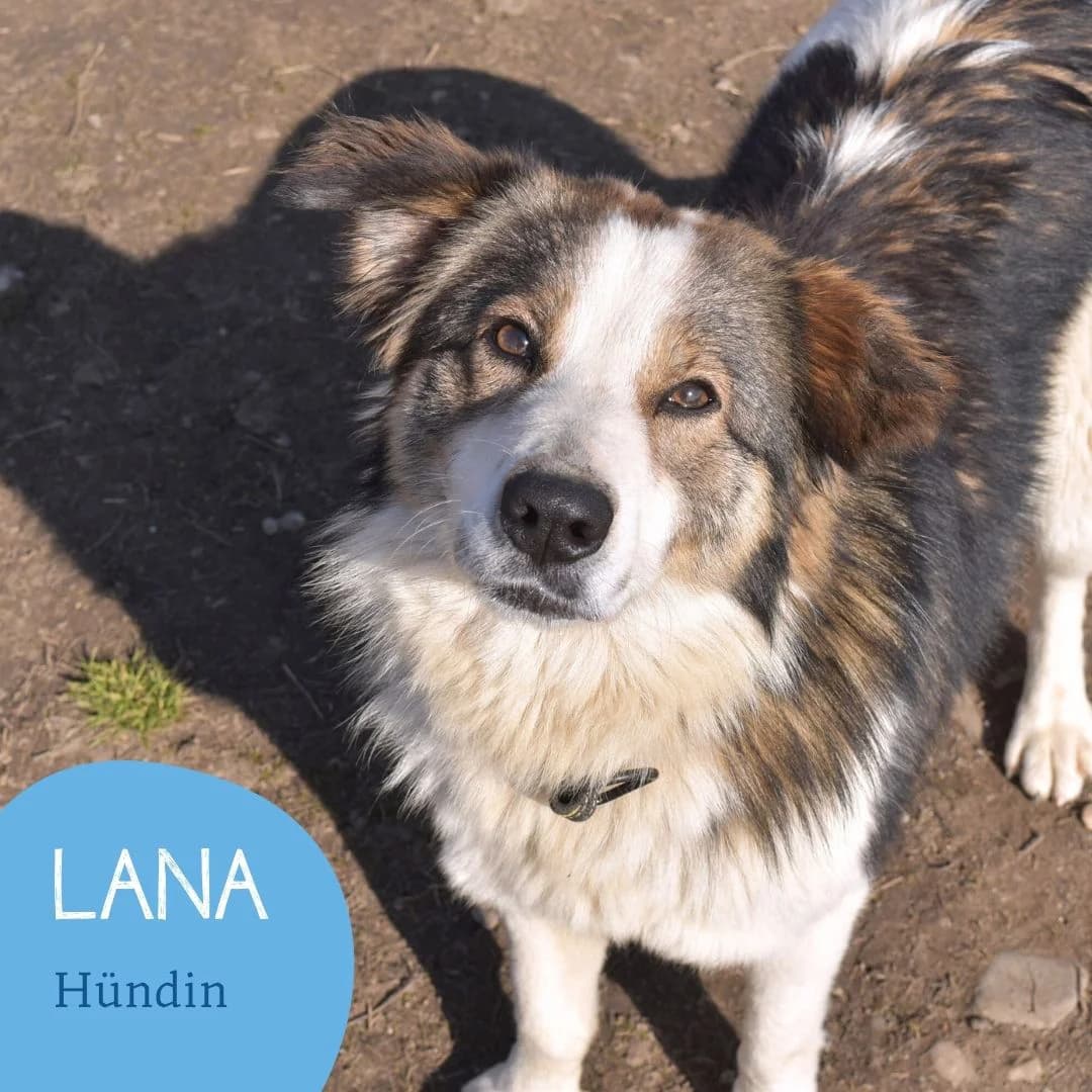 LANA, female 3yo Mixed Breed for adoption at Arche Noah Transilvania e.V.
