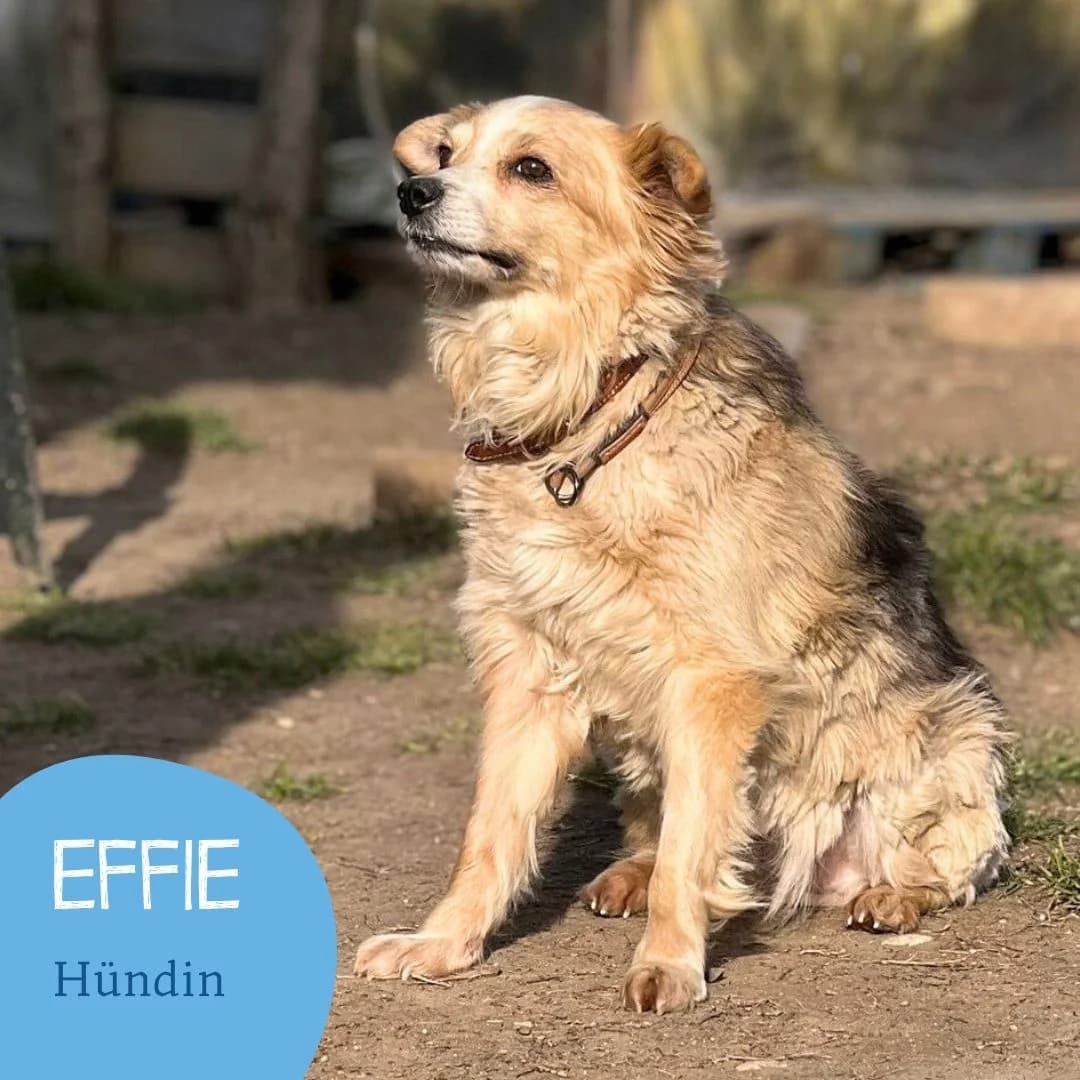 EFFIE, female puppy Mixed Breed for adoption at Arche Noah Transilvania e.V.