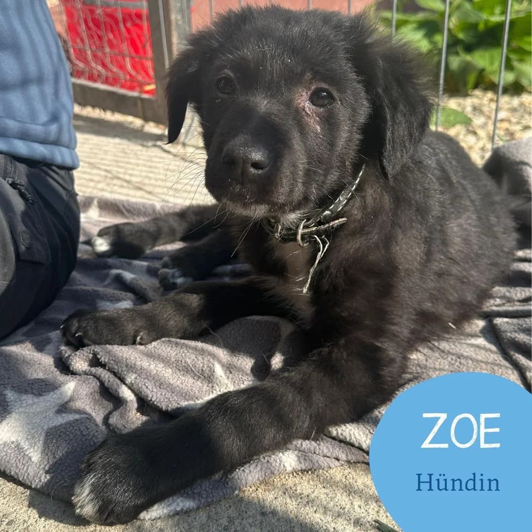 ZOE, female puppy Mixed Breed for adoption at Arche Noah Transilvania e.V.