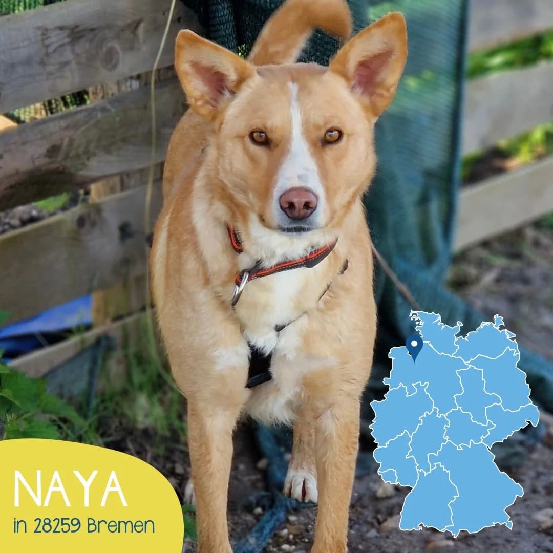 NAYA, female puppy Mixed Breed for adoption at Arche Noah Transilvania e.V.