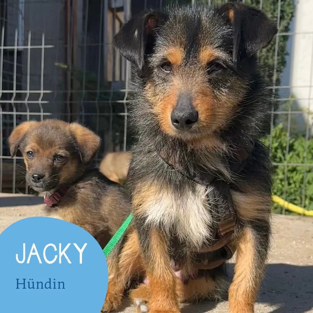 JACKY, female puppy Mixed Breed for adoption at Arche Noah Transilvania e.V.