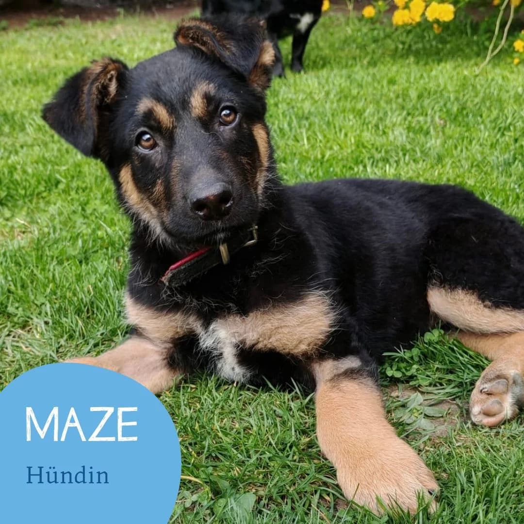 MAZE, female puppy Mixed Breed for adoption at Arche Noah Transilvania e.V.