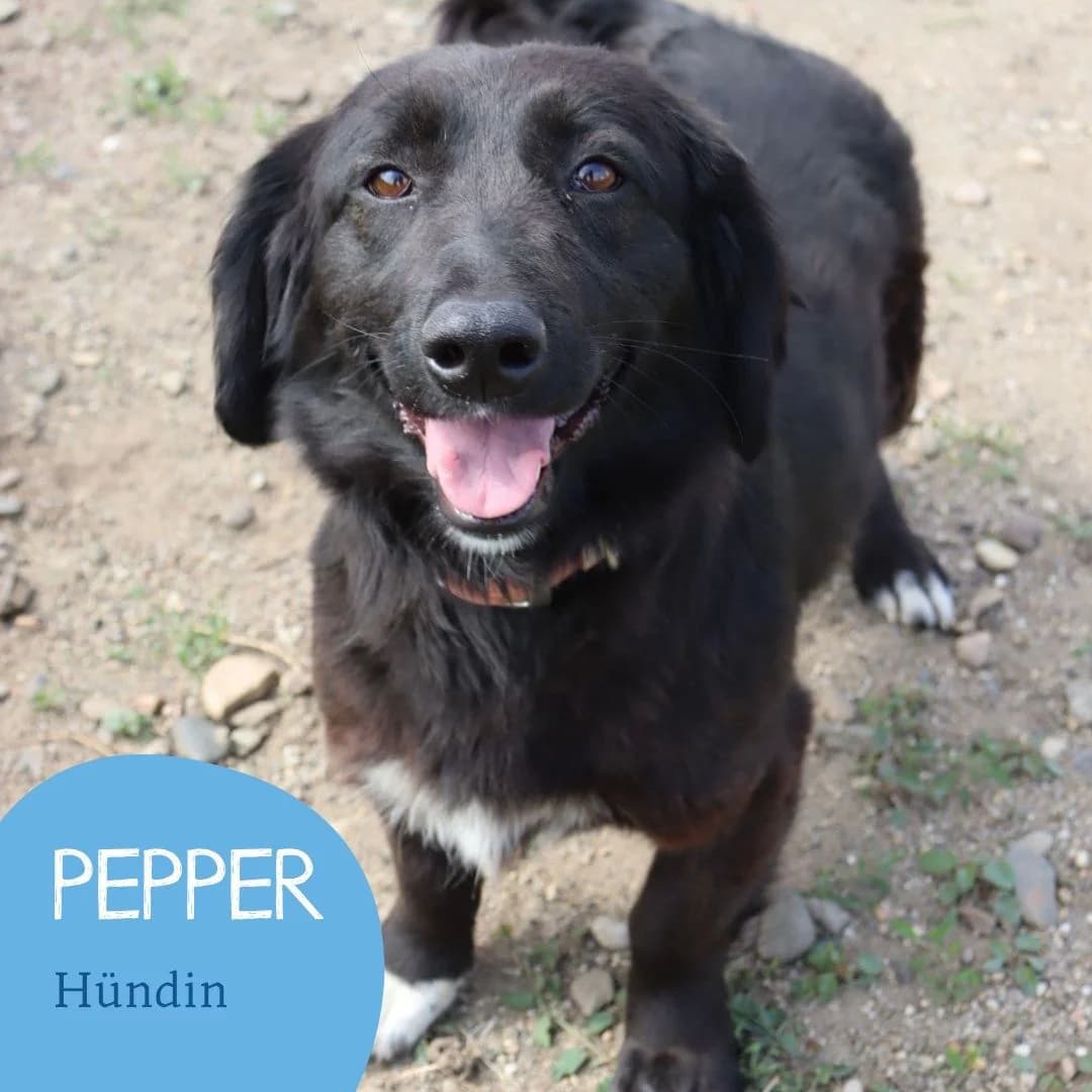 PEPPER, female puppy Mixed Breed for adoption at Arche Noah Transilvania e.V.