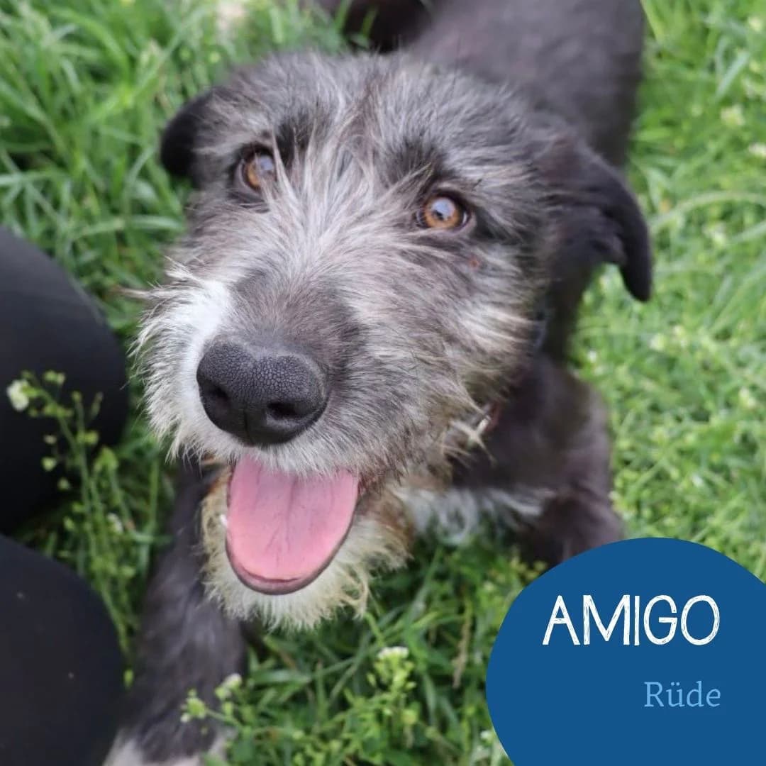 AMIGO, male puppy Mixed Breed for adoption at Arche Noah Transilvania e.V.