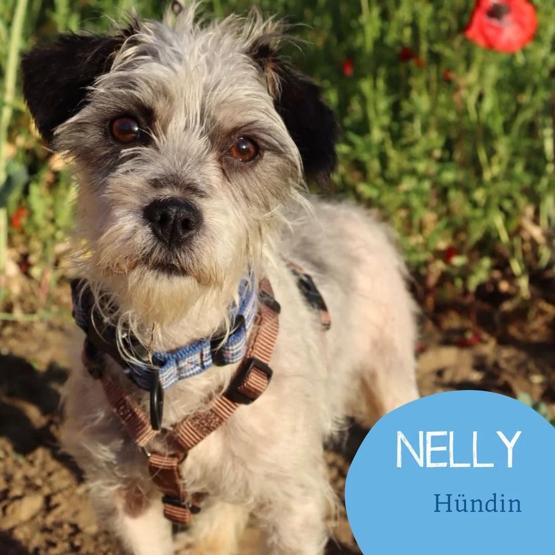 NELLY, female puppy Mixed Breed for adoption at Arche Noah Transilvania e.V.