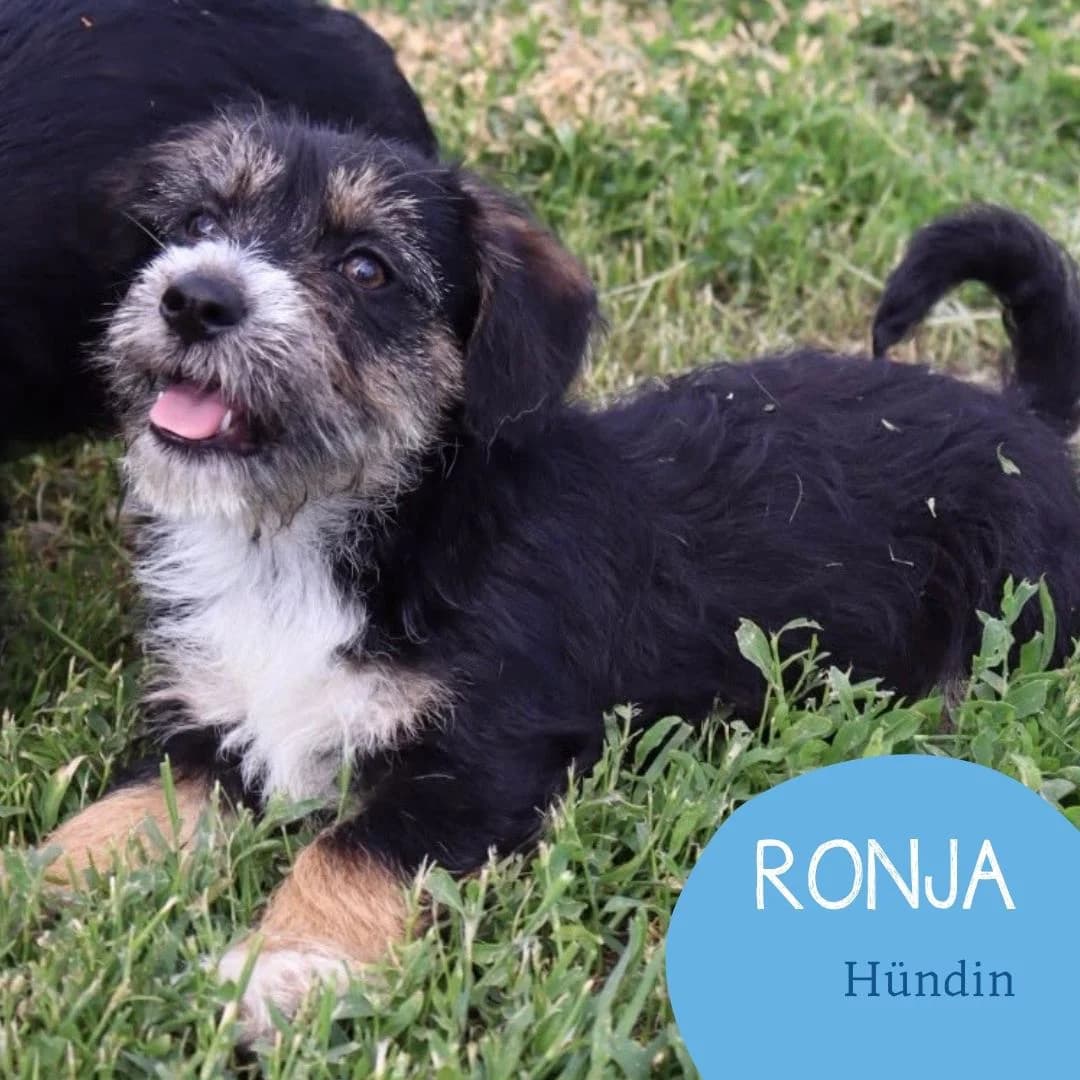 RONJA, female puppy Mixed Breed for adoption at Arche Noah Transilvania e.V.