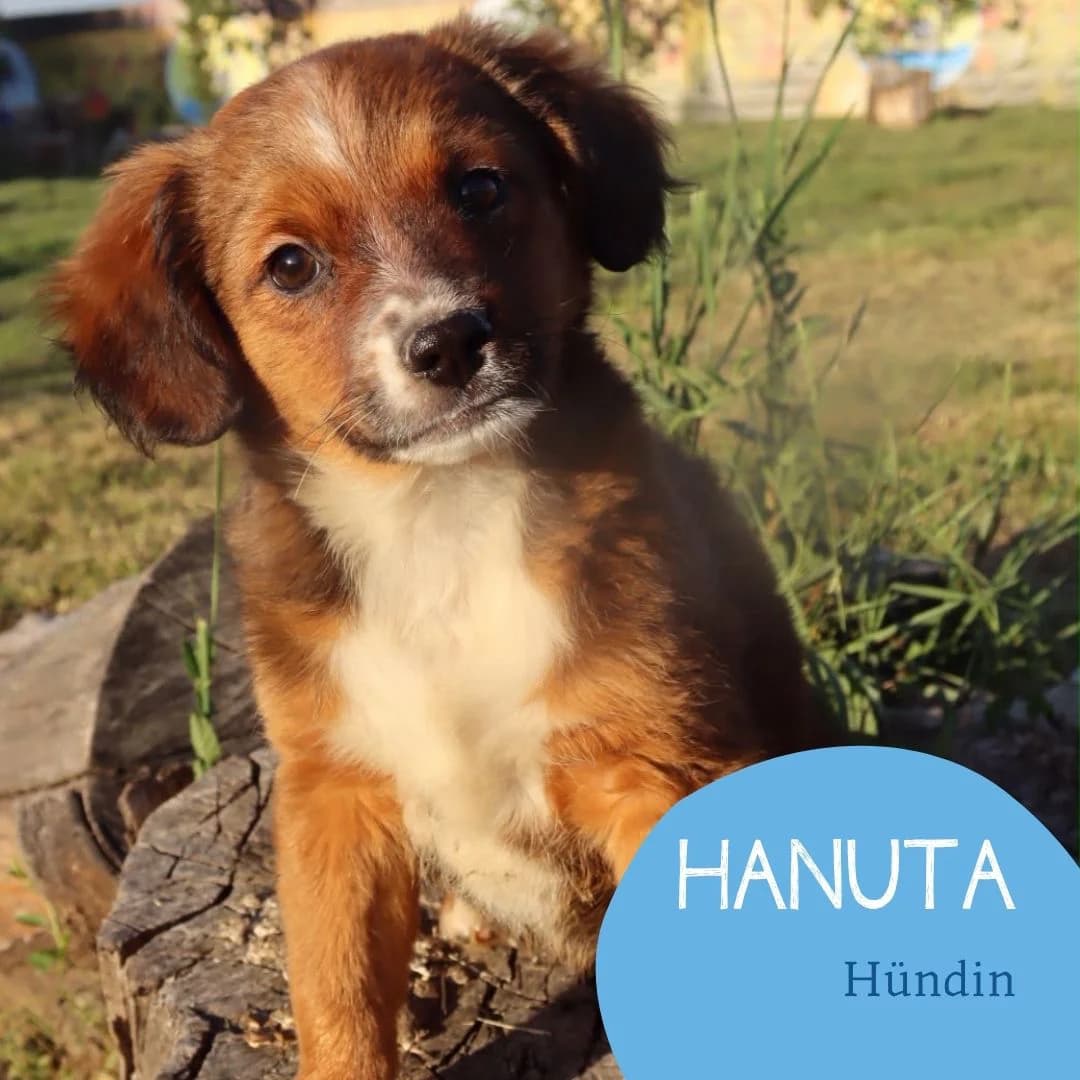 HANUTA, female puppy Mixed Breed for adoption at Arche Noah Transilvania e.V.