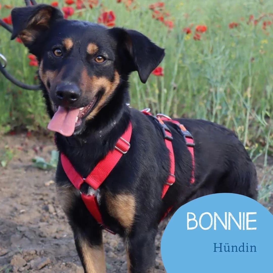 BONNIE, female puppy Mixed Breed for adoption at Arche Noah Transilvania e.V.
