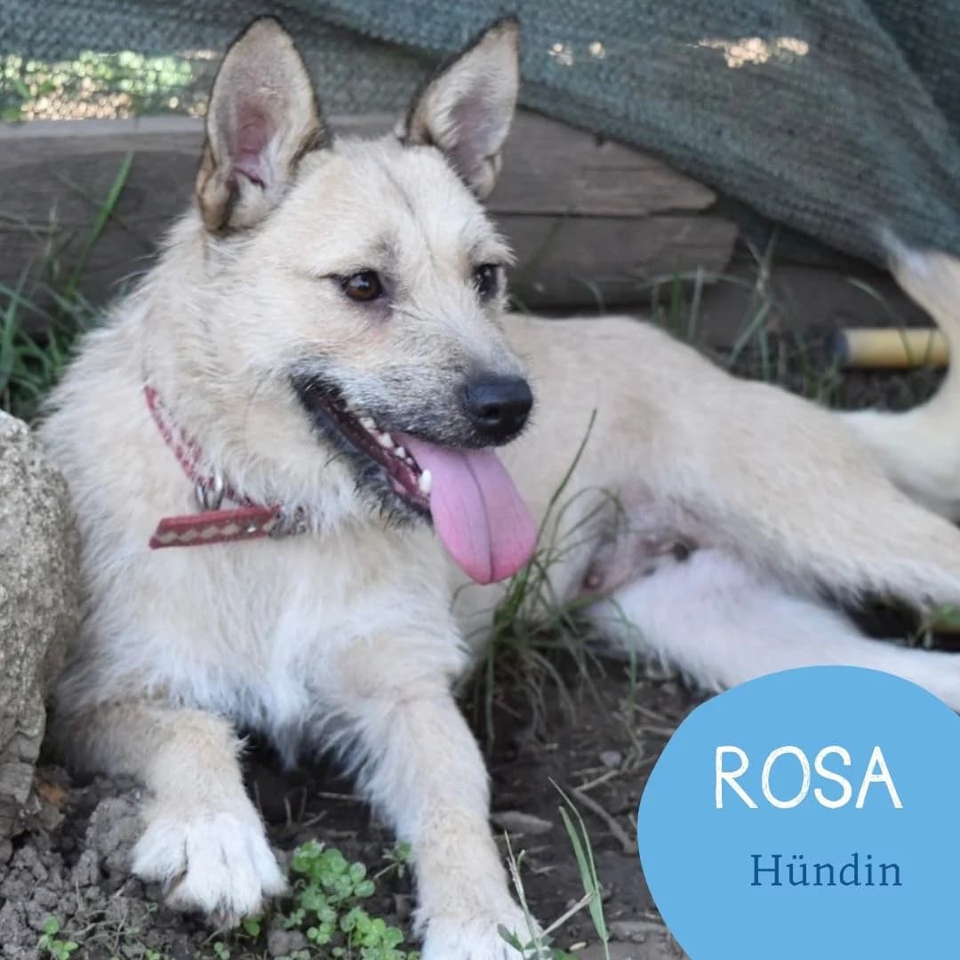 ROSA, female puppy Mixed Breed for adoption at Arche Noah Transilvania e.V.