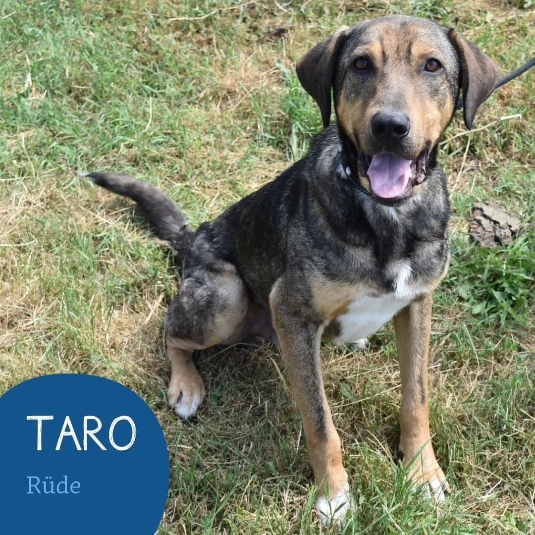 TARO, male puppy Mixed Breed for adoption at Arche Noah Transilvania e.V.