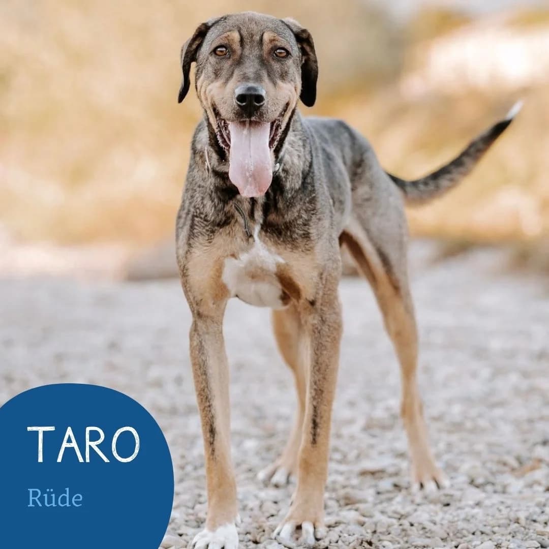 TARO, male puppy Mixed Breed for adoption at Arche Noah Transilvania e.V.