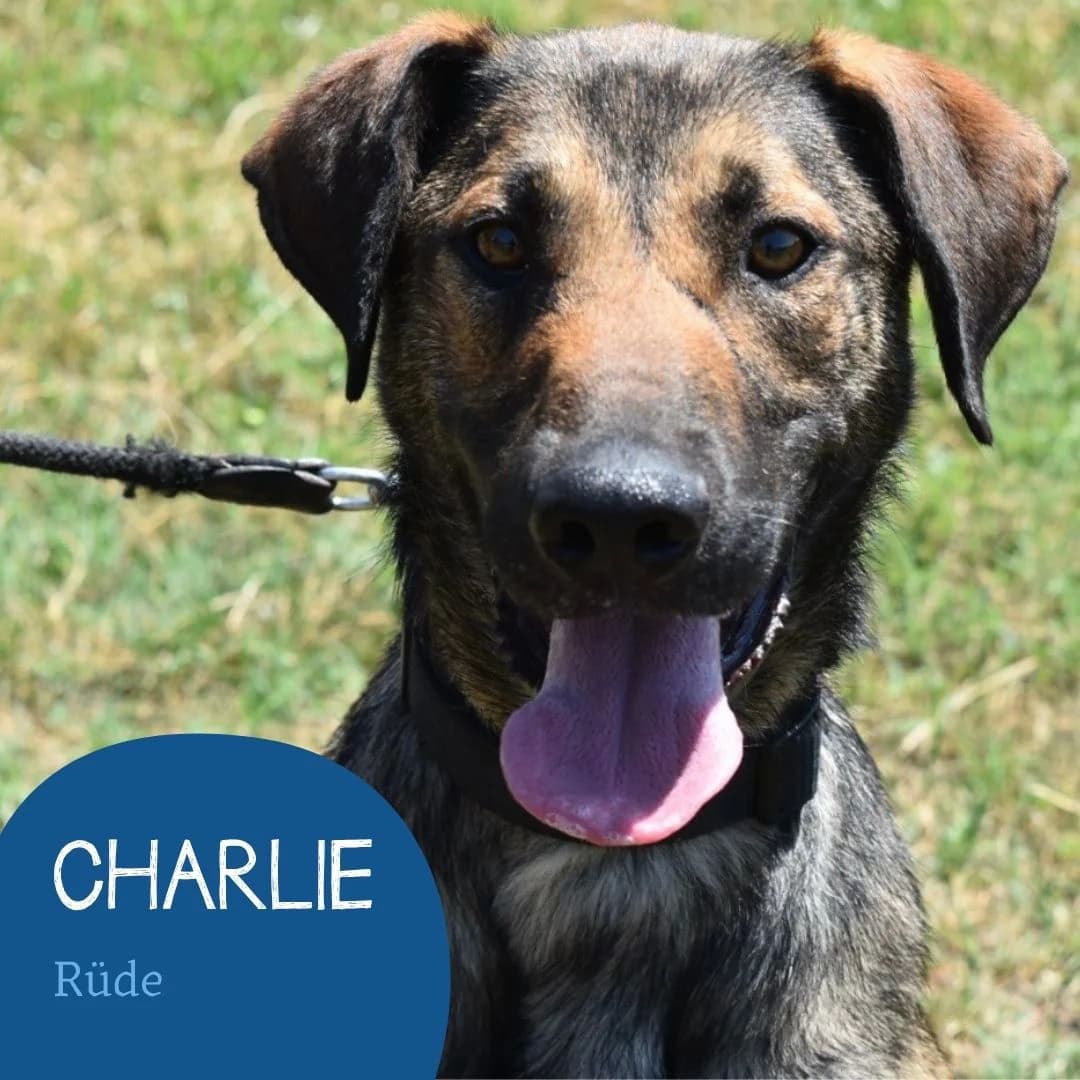 CHARLIE, male puppy Mixed Breed for adoption at Arche Noah Transilvania e.V.