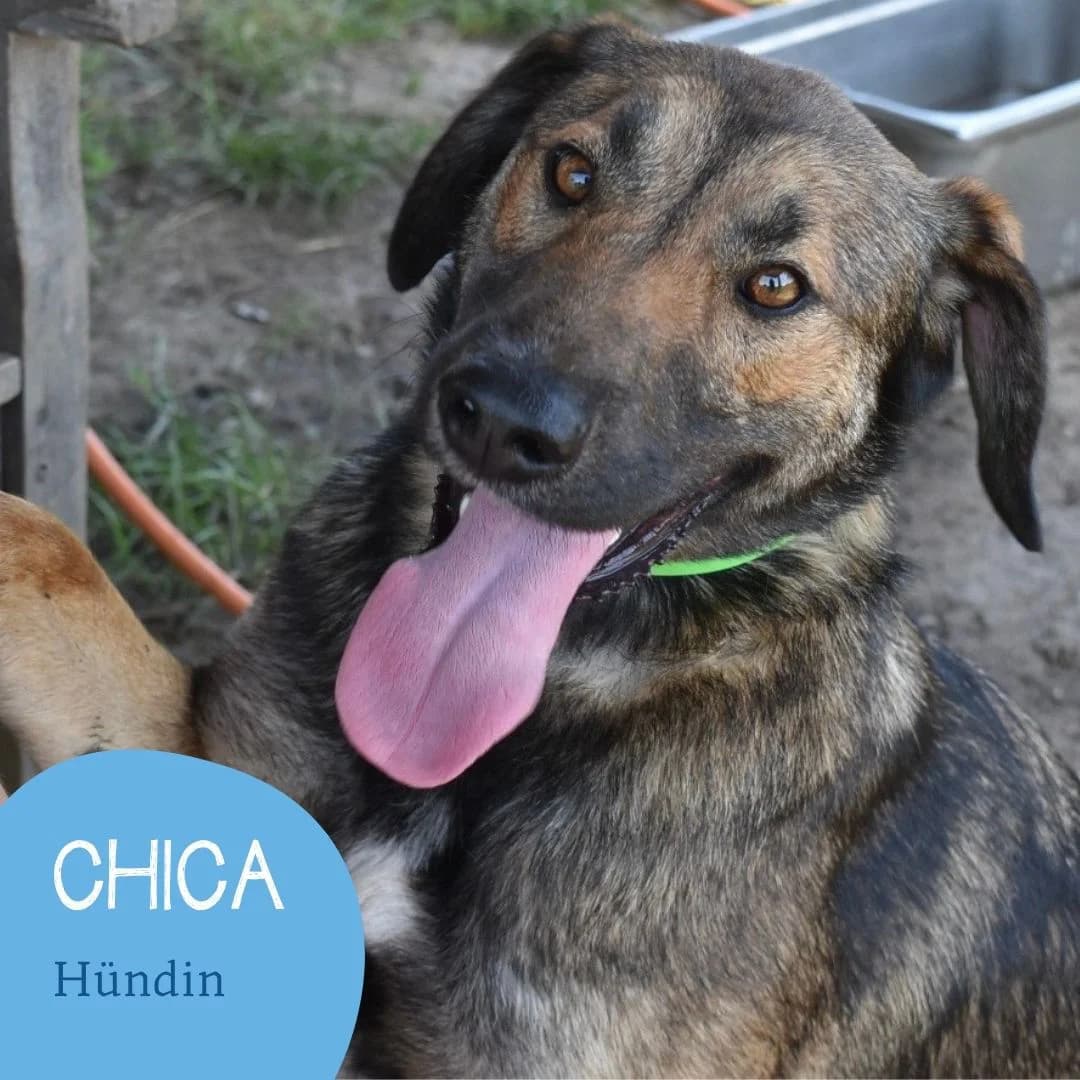 CHICA, female puppy Mixed Breed for adoption at Arche Noah Transilvania e.V.