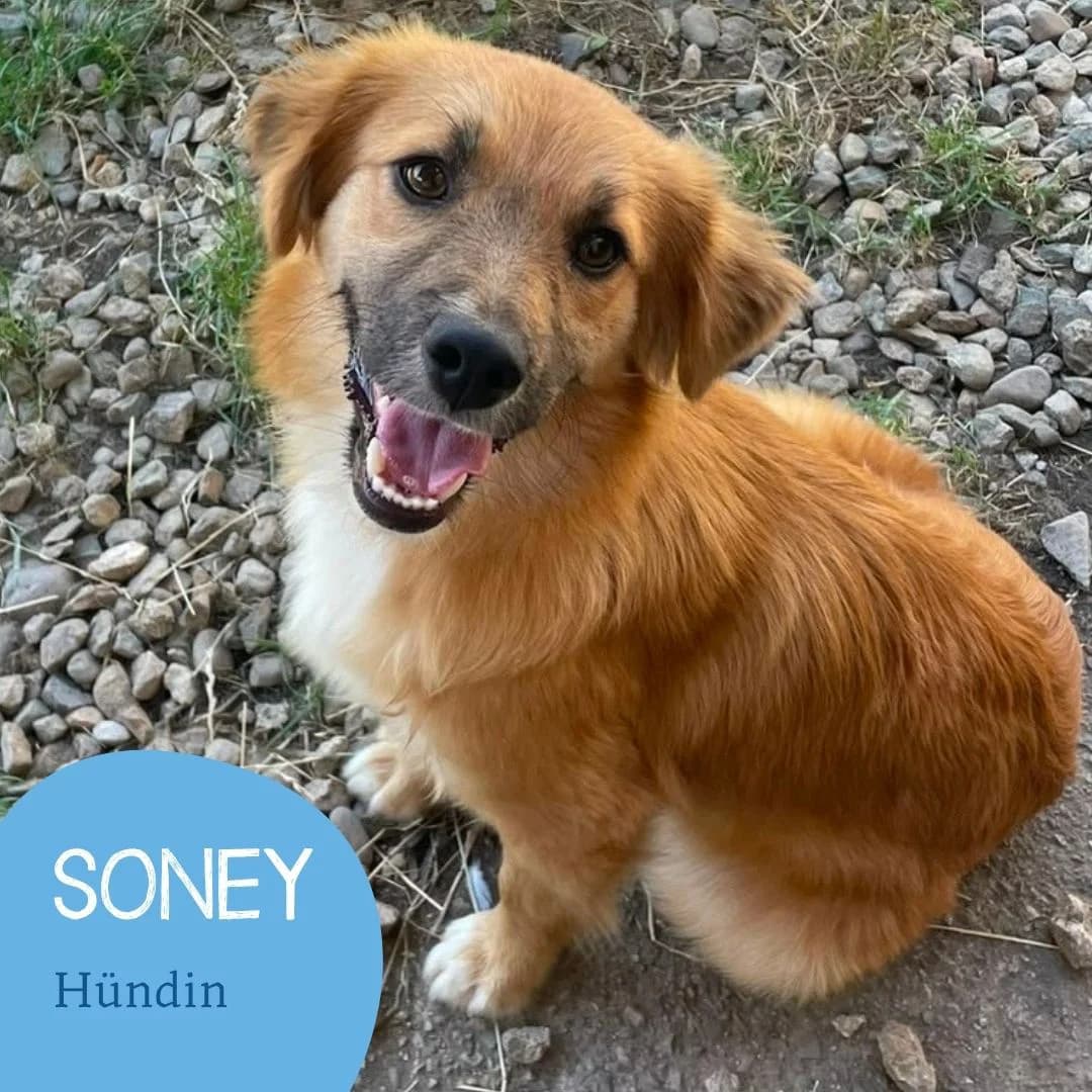 SONEY, female puppy Mixed Breed for adoption at Arche Noah Transilvania e.V.