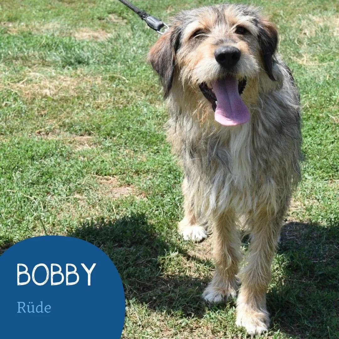 BOBBY, male puppy Mixed Breed for adoption at Arche Noah Transilvania e.V.