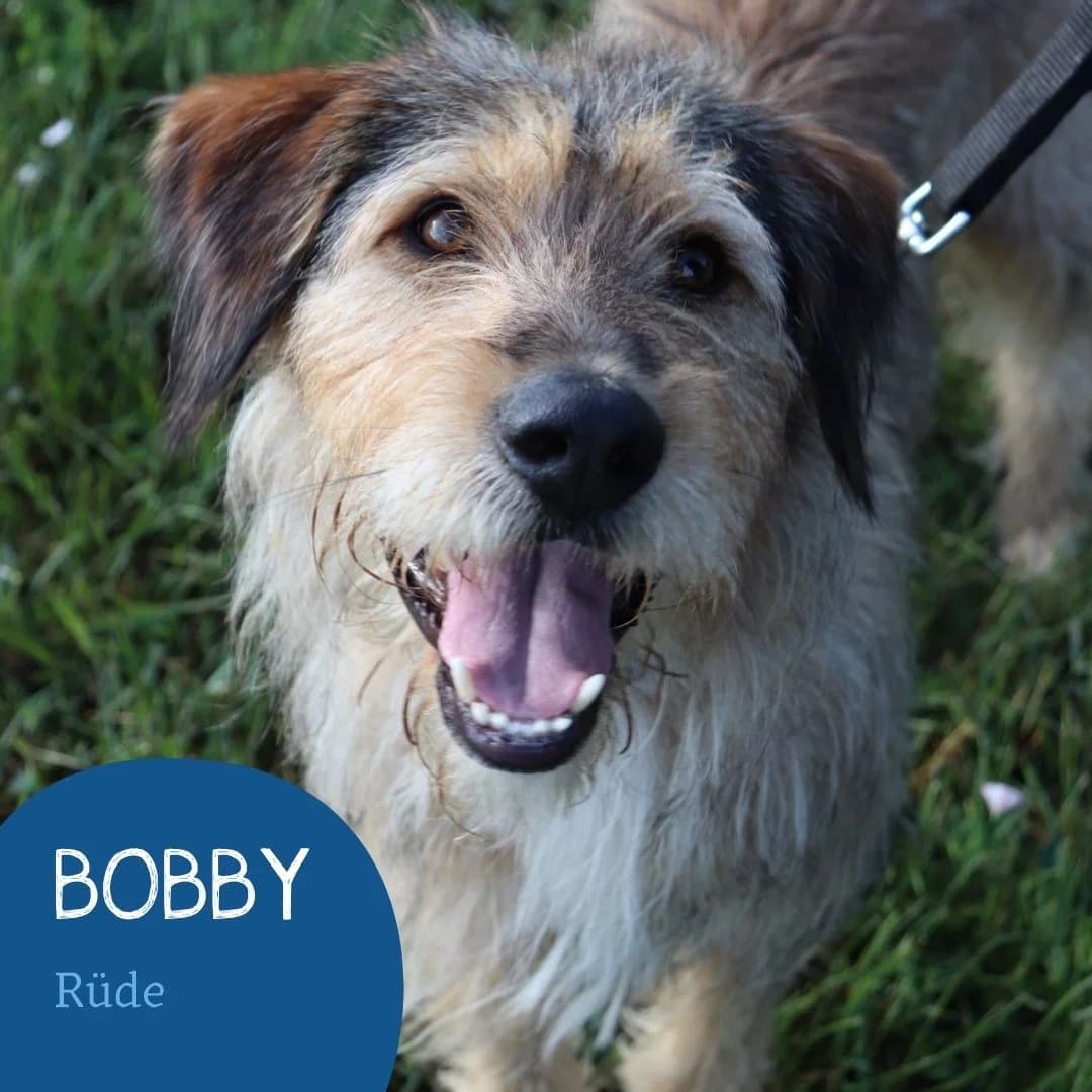 BOBBY, male puppy Mixed Breed for adoption at Arche Noah Transilvania e.V.