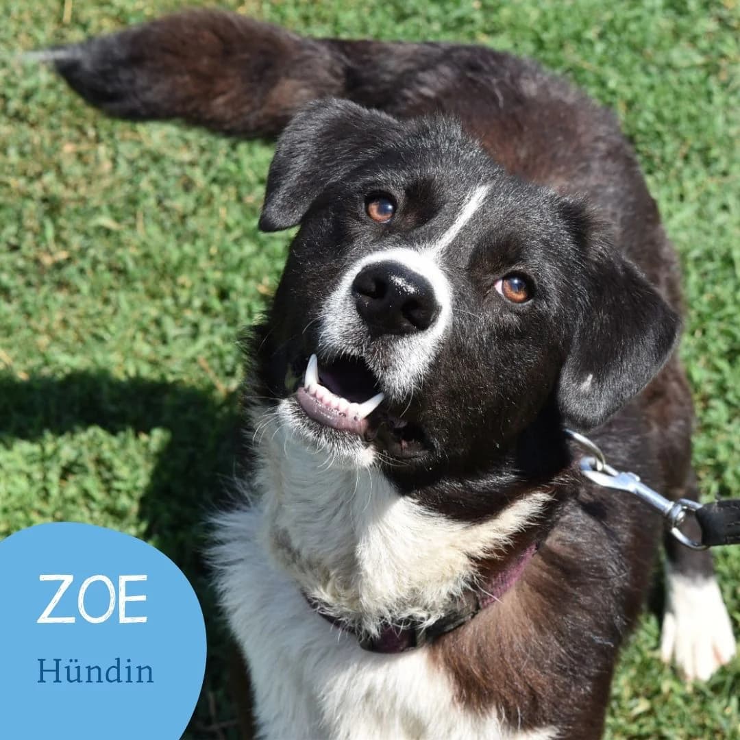 ZOE, female puppy Mixed Breed for adoption at Arche Noah Transilvania e.V.