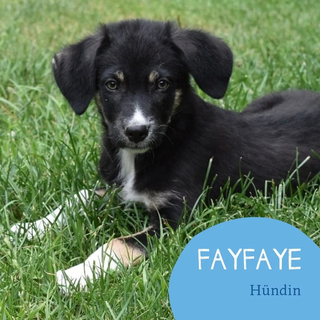 Fayfaye, female puppy Mixed Breed for adoption at Arche Noah Transilvania e.V.