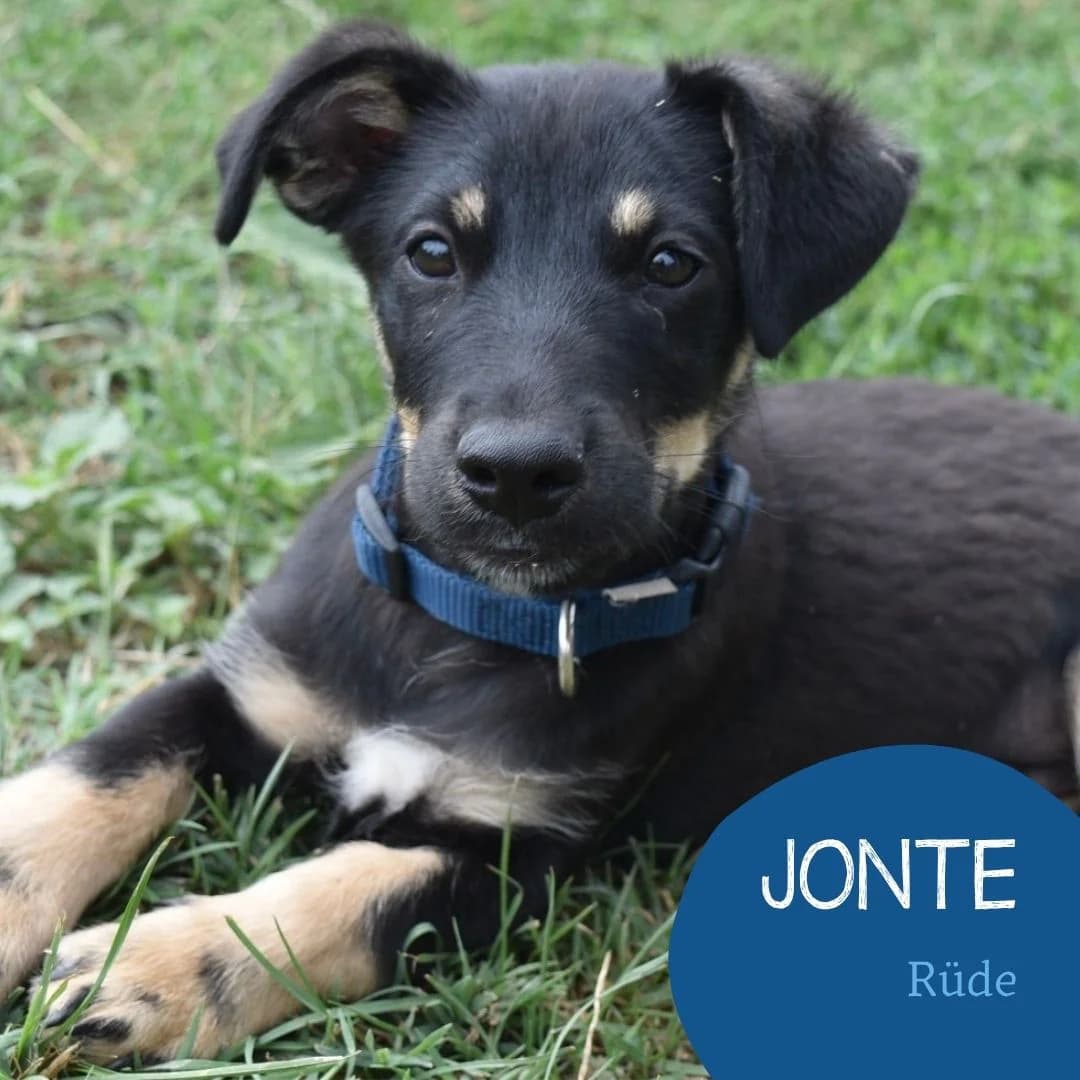 JONTE, male puppy Mixed Breed for adoption at Arche Noah Transilvania e.V.