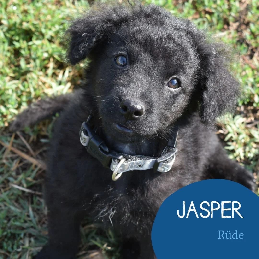 JASPER, male puppy Mixed Breed for adoption at Arche Noah Transilvania e.V.