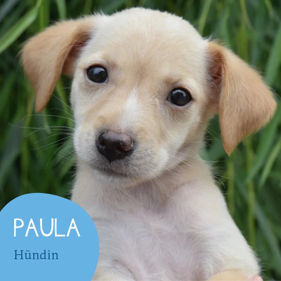 PAULA, female puppy Mixed Breed for adoption at Arche Noah Transilvania e.V.