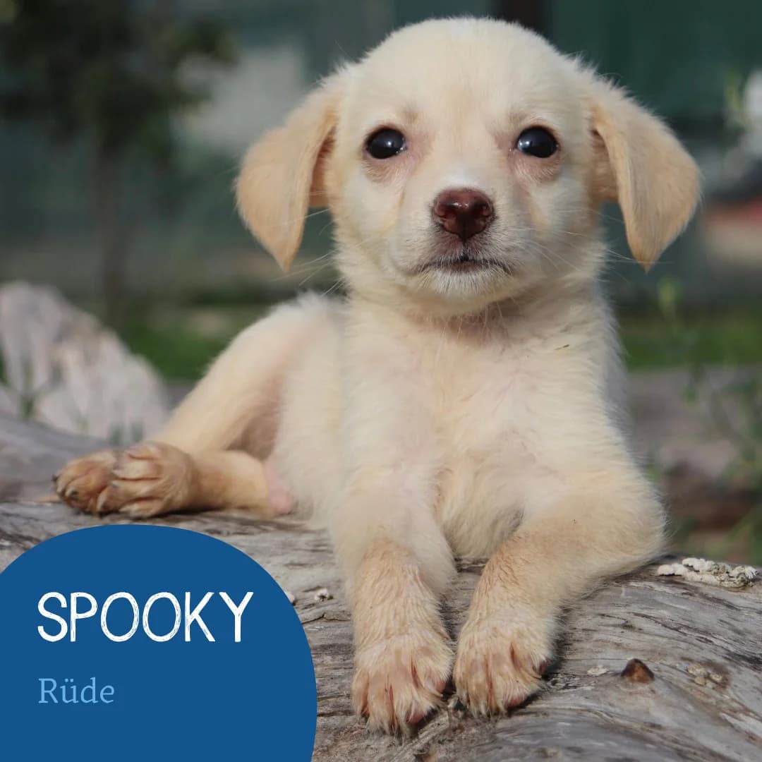 SPOOKY, male puppy Mixed Breed for adoption at Arche Noah Transilvania e.V.