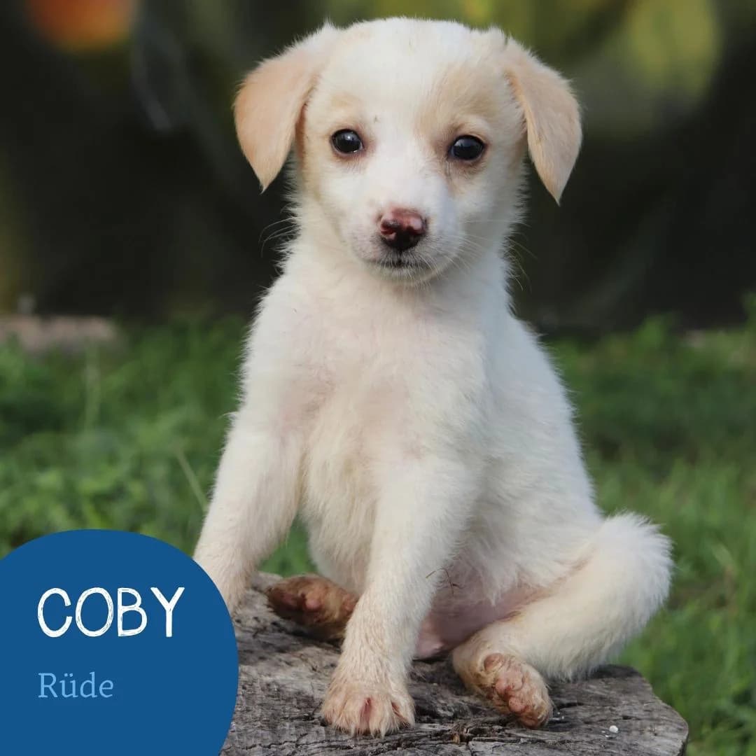 COBY, male puppy Mixed Breed for adoption at Arche Noah Transilvania e.V.