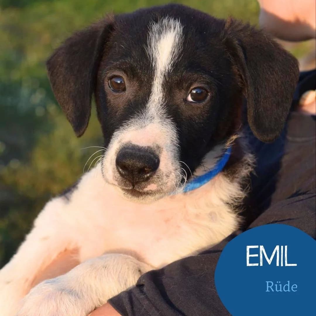 EMIL, male puppy Mixed Breed for adoption at Arche Noah Transilvania e.V.