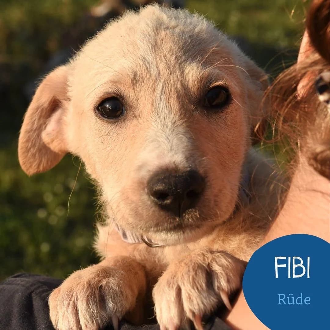 FIBI, male puppy Mixed Breed for adoption at Arche Noah Transilvania e.V.