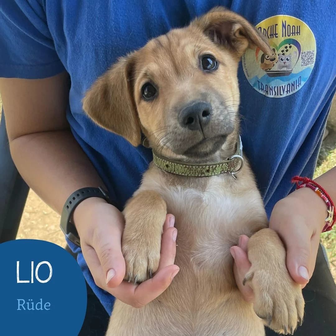 LIO, male puppy Mixed Breed for adoption at Arche Noah Transilvania e.V.
