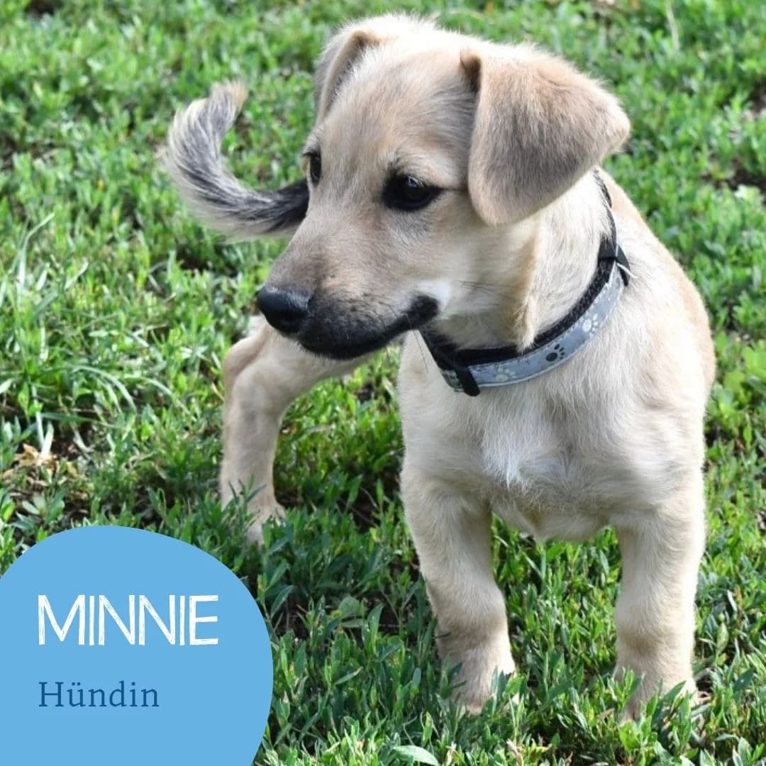 MINNIE, female puppy Mixed Breed for adoption at Arche Noah Transilvania e.V.