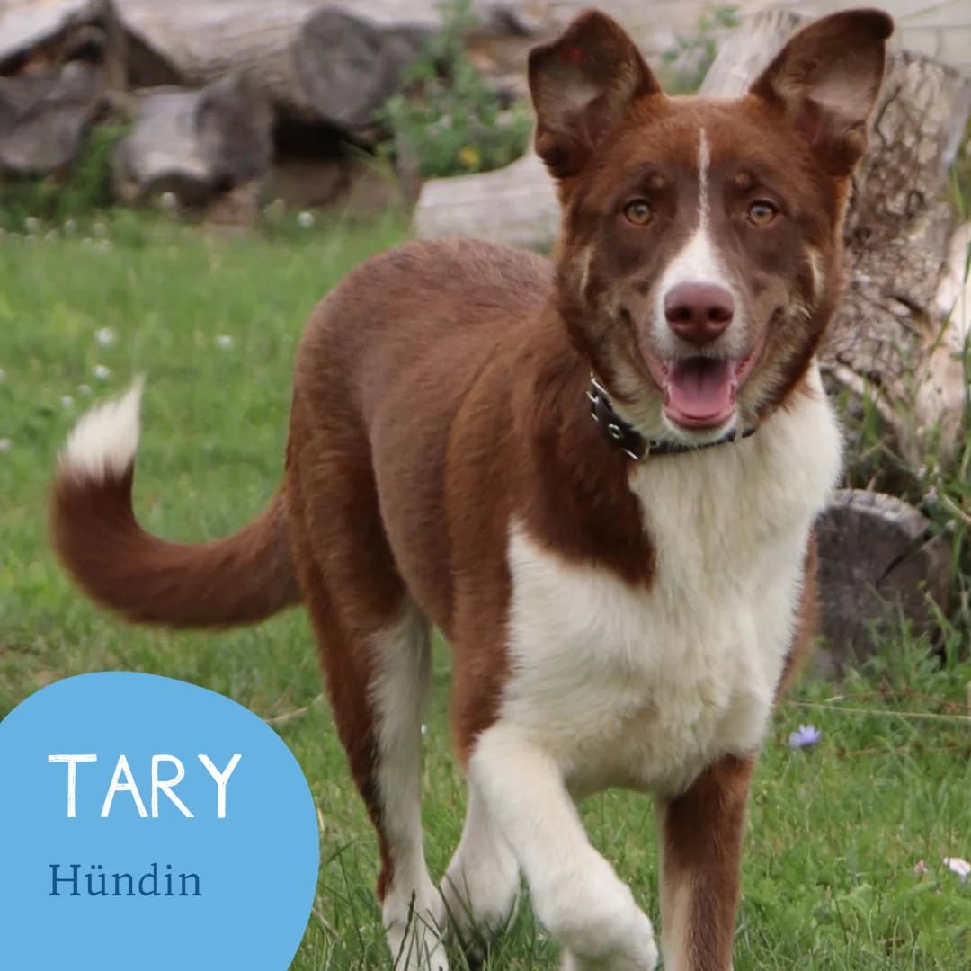 TARY, female young Mixed Breed for adoption at Arche Noah Transilvania e.V.