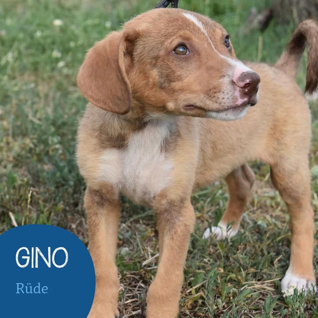 GINO, male puppy Mixed Breed for adoption at Arche Noah Transilvania e.V.