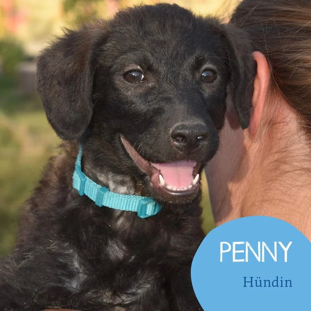 PENNY, female puppy Mixed Breed for adoption at Arche Noah Transilvania e.V.