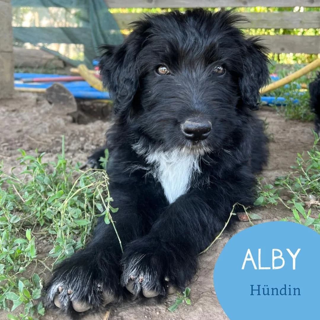 ALBY, female puppy Mixed Breed for adoption at Arche Noah Transilvania e.V.