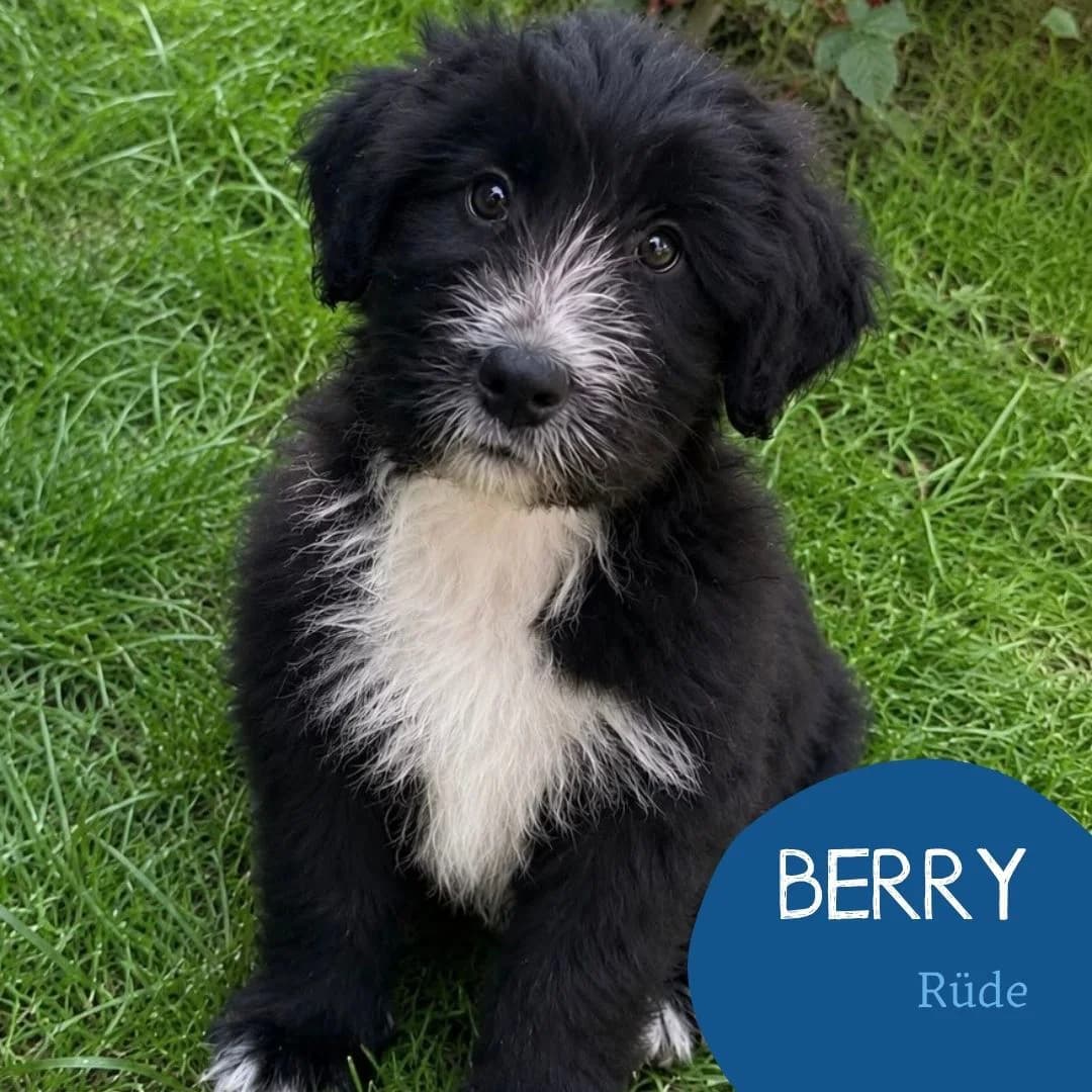 BERRY, male puppy Mixed Breed for adoption at Arche Noah Transilvania e.V.